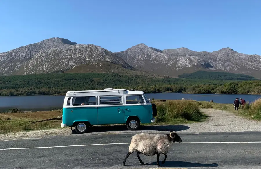 A classic VW Campervan parked on a scenic road with a sheep walking by.