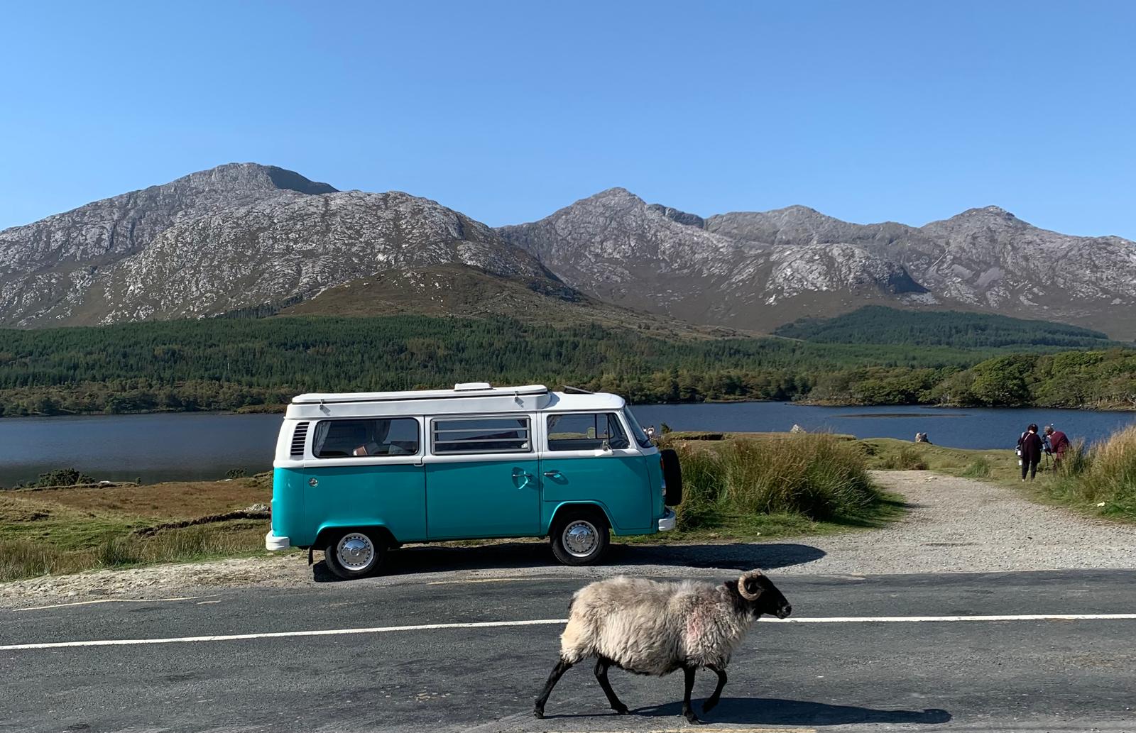 A classic VW Campervan parked on a scenic road with a sheep walking by.
